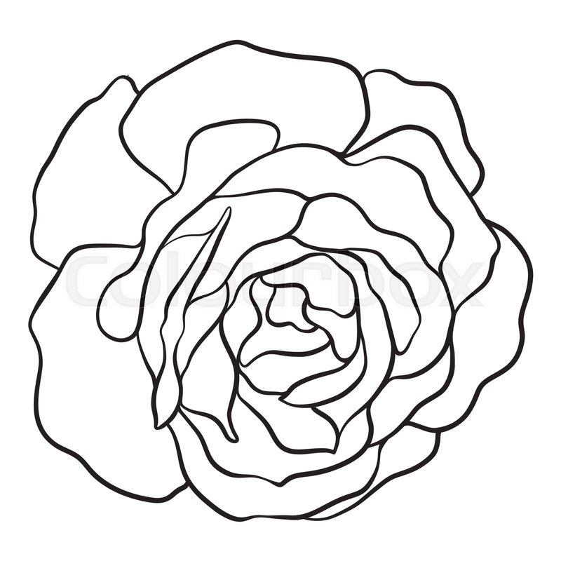 800x800 Isolated Rose. Outline Drawing. Stock Line Vector Illustration