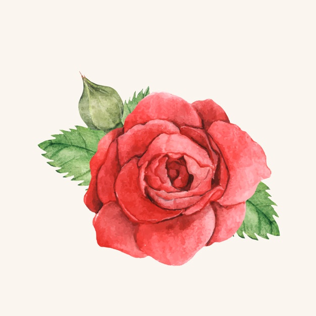 626x626 Roses Vectors, Photos And Psd Files Free Download
