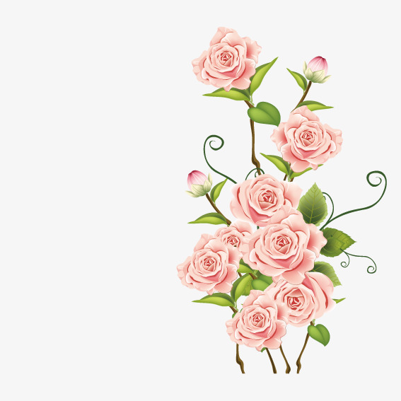 567x567 Pink Roses, Vector, Pink, Rose Png And Vector For Free Download
