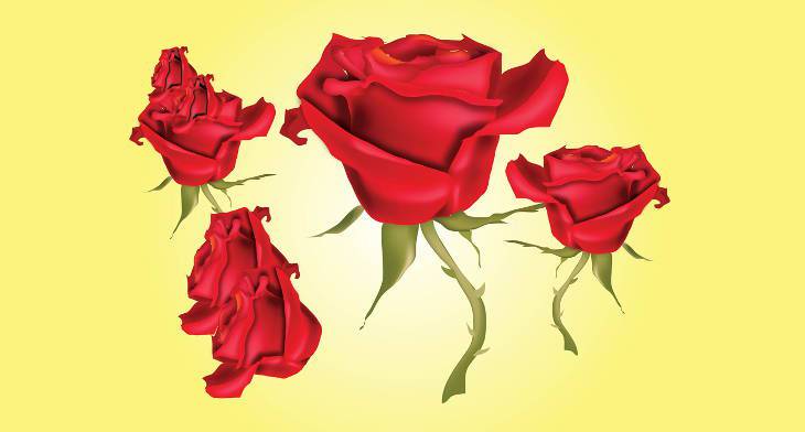 730x392 Rose Vectors