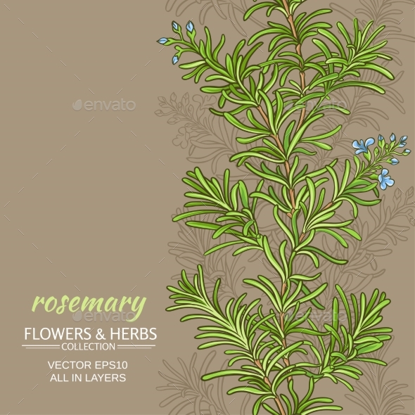 590x590 Rosemary Vector Background By Cuttlefish84 Graphicriver