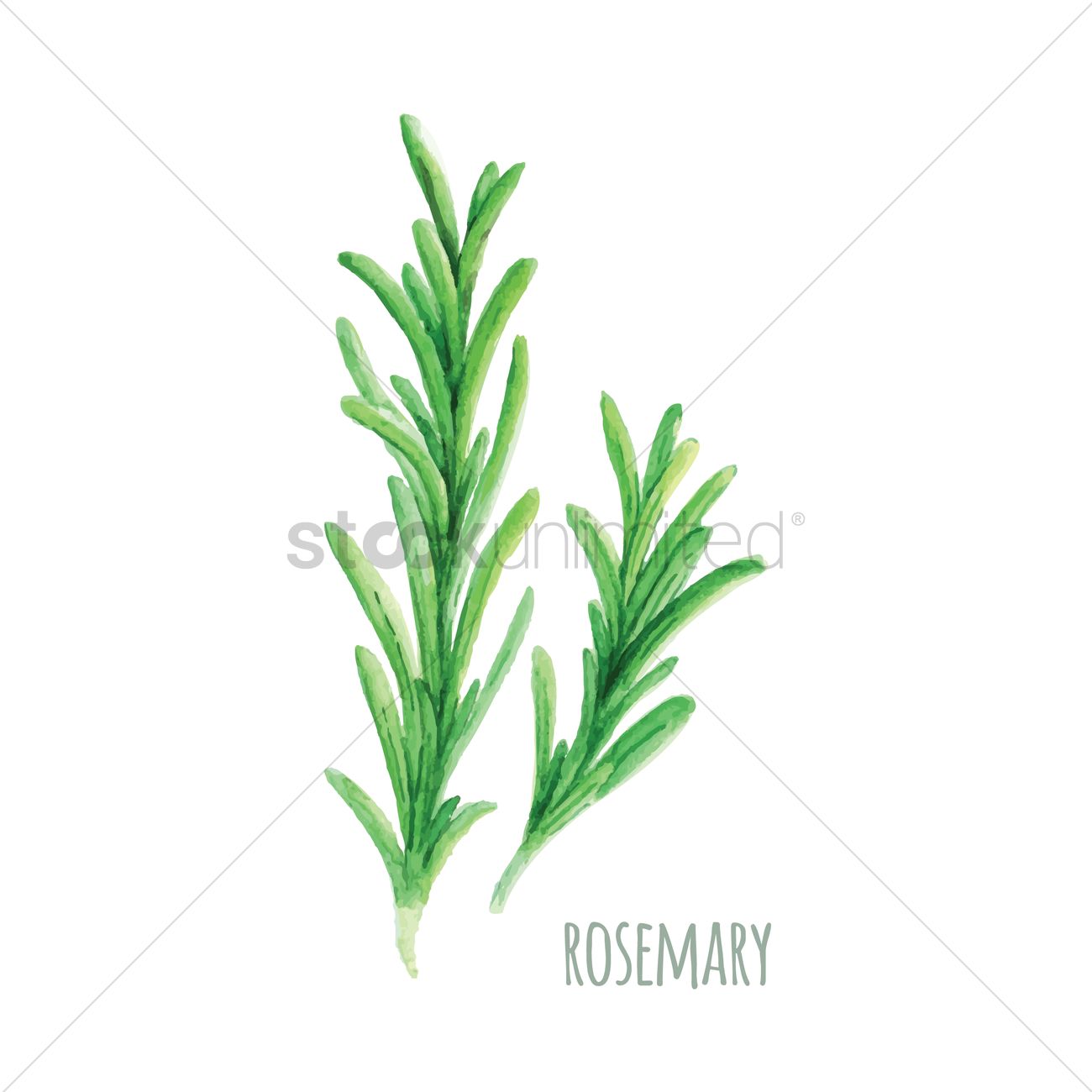 1300x1300 Rosemary Vector Image