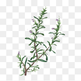 260x261 Rosemary Vector Png Images Vectors And Psd Files Free Download