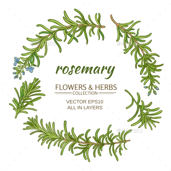 590x590 Rosemary Vector Set By Cuttlefish84 Graphicriver
