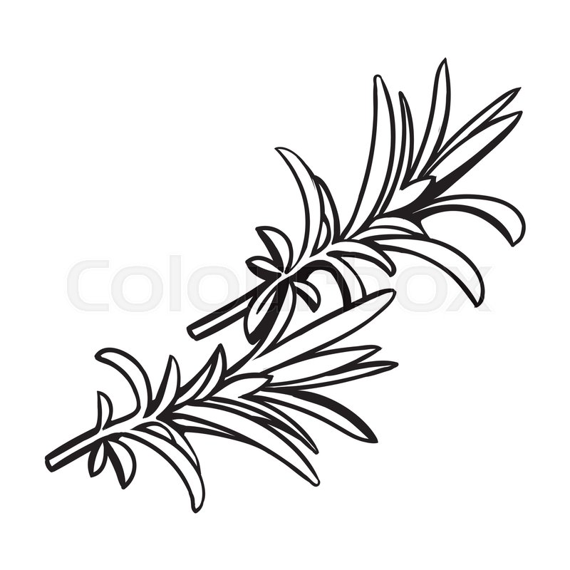 800x800 Rosemary Herbs, Spices, Ingredients, Black And White Outline