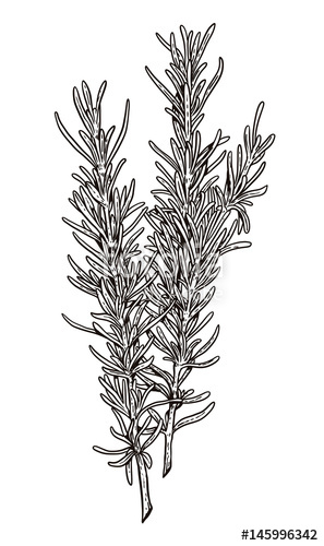 297x500 Rosemary Illustration, Drawing, Engraving, Ink, Line Art, Vector