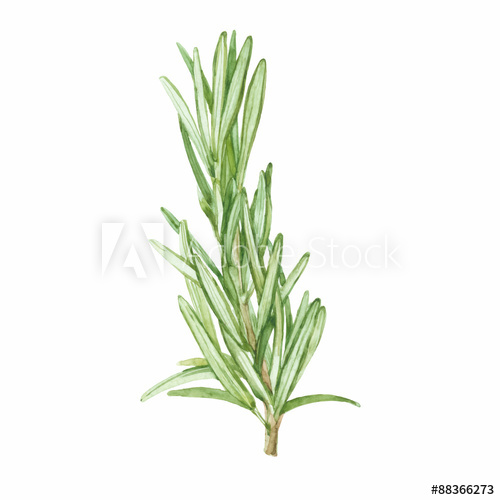 500x500 Rosemary Isolated On White Background. Vector, Watercolor.