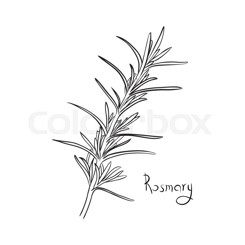 800x800 Rosemary Sketch Style Vector Illustration For Your Design. Herb