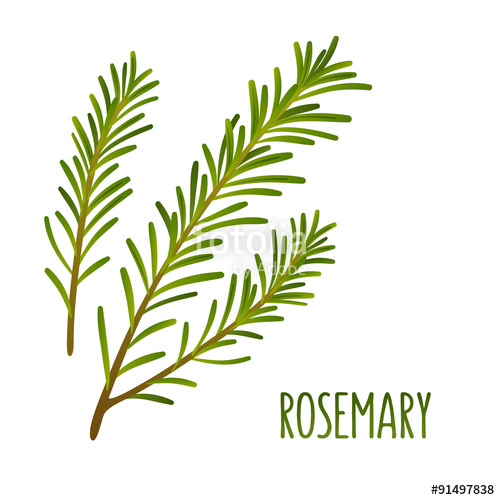 500x500 Rosemary Sprigs Stock Image And Royalty Free Vector Files On