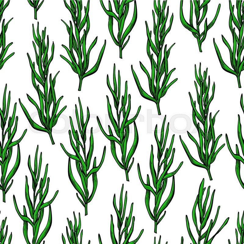 800x800 Rosemary Vector Drawing Seamless Pattern. Isolated Plant With