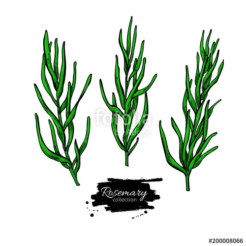 500x500 Rosemary Vector Drawing Set. Isolated Plant With Leaves. Stock