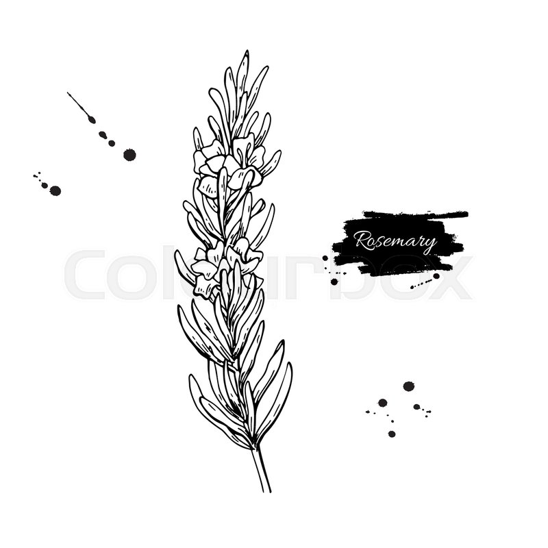 800x800 Rosemary Vector Drawing. Hand Drawn Blooming Herb Sketch. Engraved