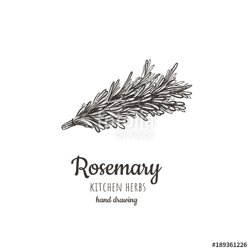 500x500 Rosemary Vector Illustration. Stock Image And Royalty Free
