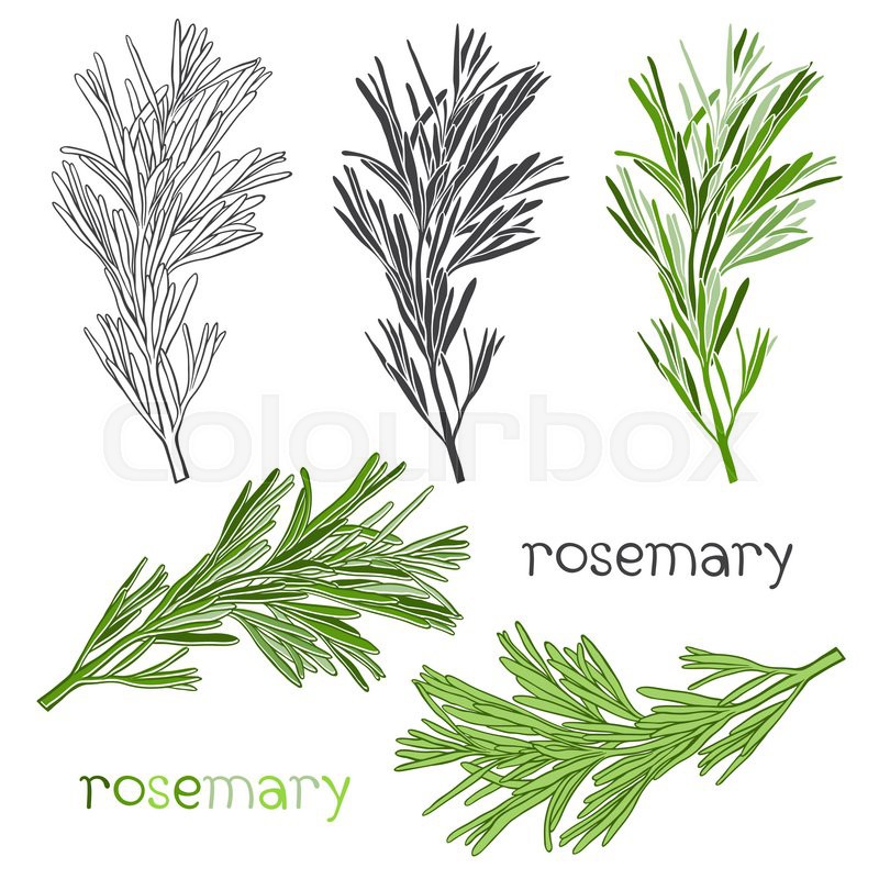 800x800 Set Of Rosemary Isolated On White Background. Hand Drawn Vector