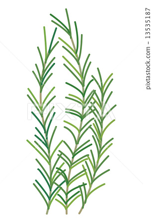 306x450 Rosemary, Vector, Vectors
