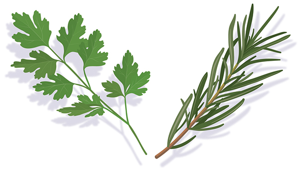 600x343 Plant Leaves (Vector Art) On Behance