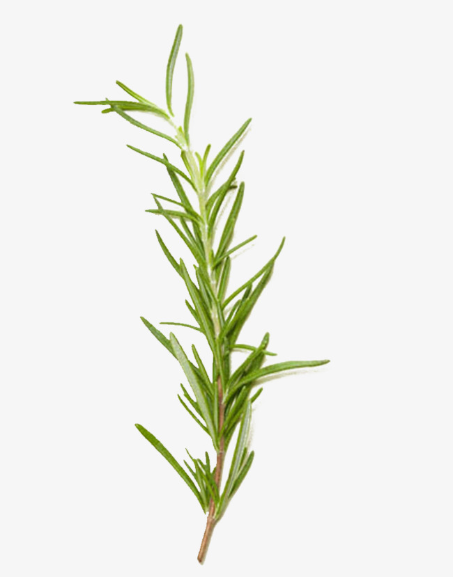 650x829 Rosemary Png, Vectors, Psd, And Clipart For Free Download Pngtree