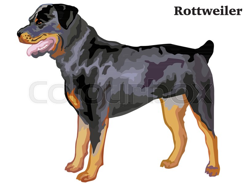 800x600 Portrait Of Standing In Profile Rottweiler, Vector Colorful