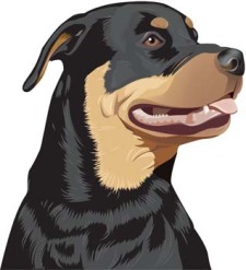 225x247 Rottweiler 2 Free Vector 4vector