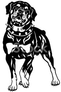 199x300 Rottweiler Black White Stock Vectors