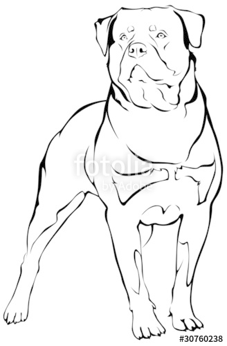 328x500 Rottweiler Stock Image And Royalty Free Vector Files On Fotolia