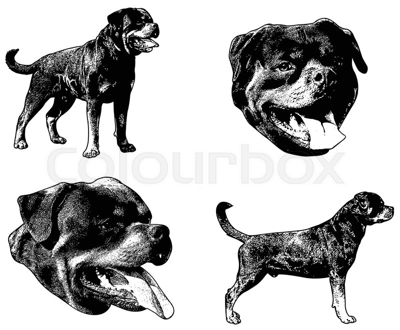 800x661 Rottweiler Dog Sketch Illustration