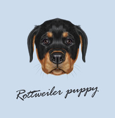 234x240 Rottweiler Photos, Royalty Free Images, Graphics, Vectors Amp Videos