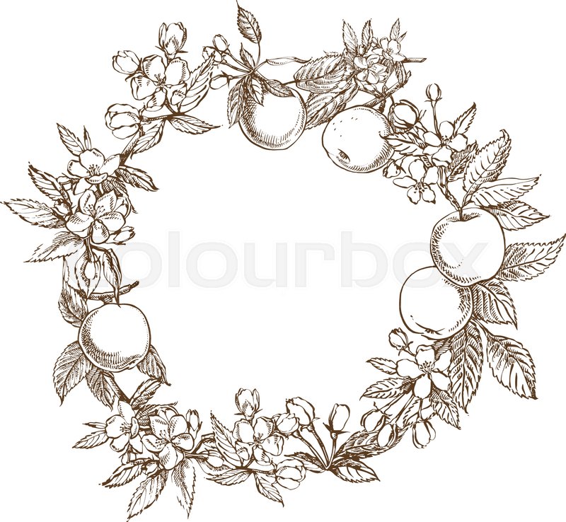 800x738 Branches Of Apple Blossom. Floral Wreath. Graphic Round Border