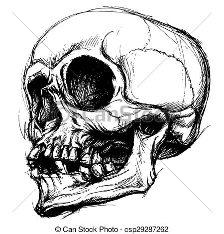 450x470 Skull Drawing Line Work Vector. Skull Traditional Drawing Line