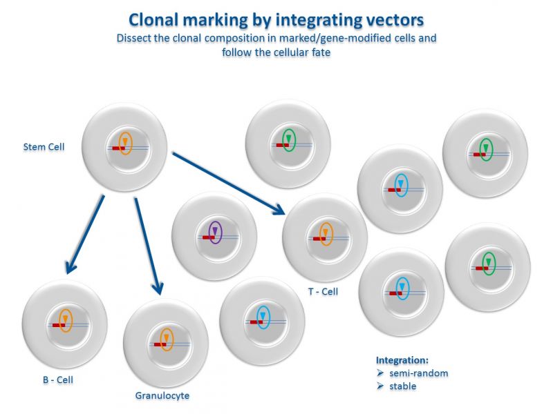 800x600 Vector Safety