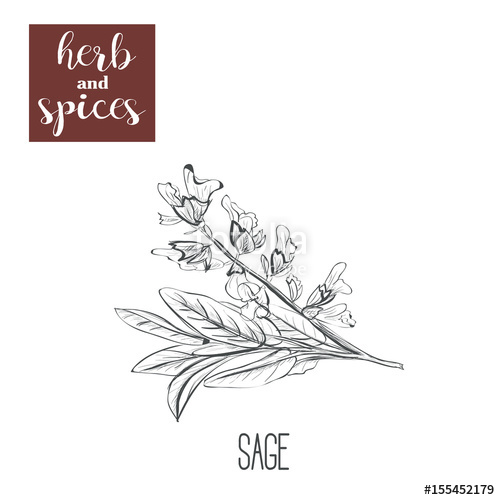 500x500 Sage Hand Drawing. Herbs And Spices. Vector Illustration Sketch