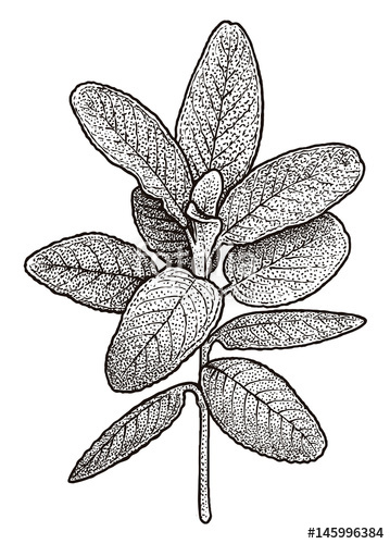 359x500 Sage Illustration, Drawing, Engraving, Ink, Line Art, Vector