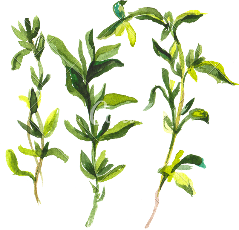 800x769 Sage Vector Botanical Illustration ~ Frames ~ Illustrations ~ Hd