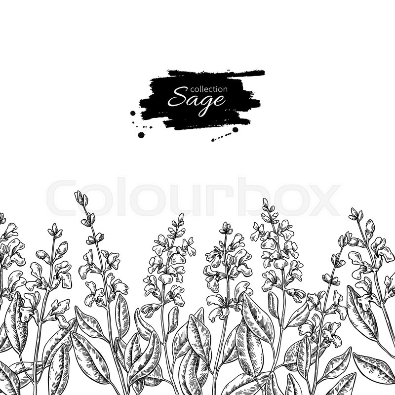 800x800 Sage Vector Drawing Border. Isolated Plant With Flower And Leaves