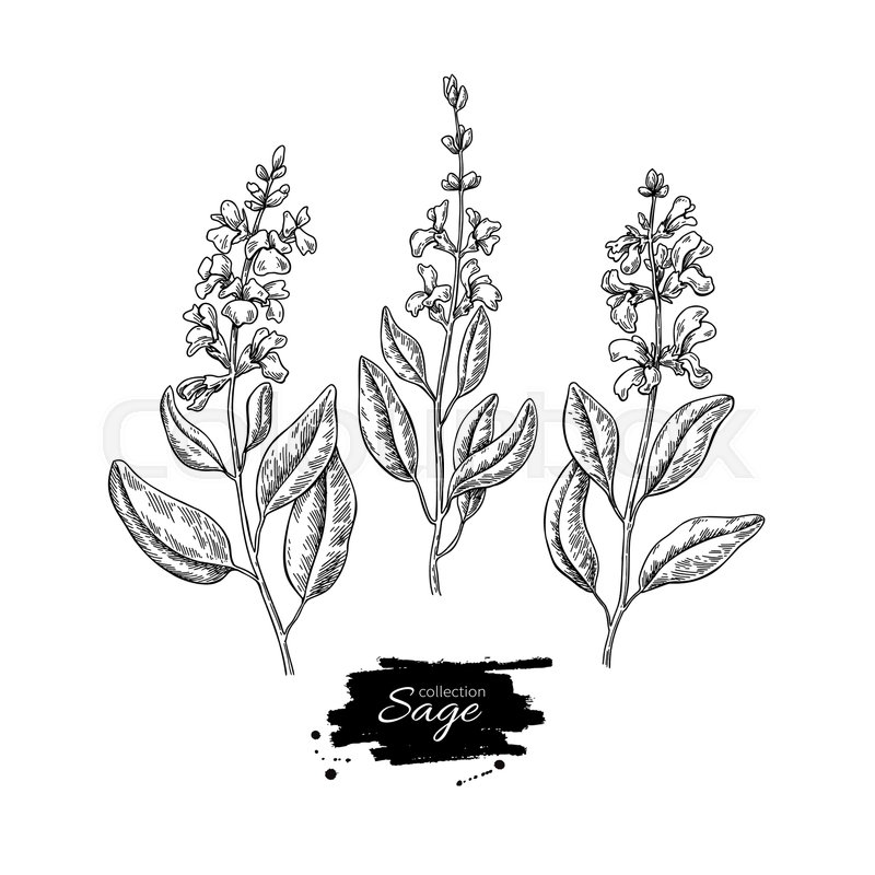 800x800 Sage Vector Drawing Set. Isolated Plant With Flower And Leaves