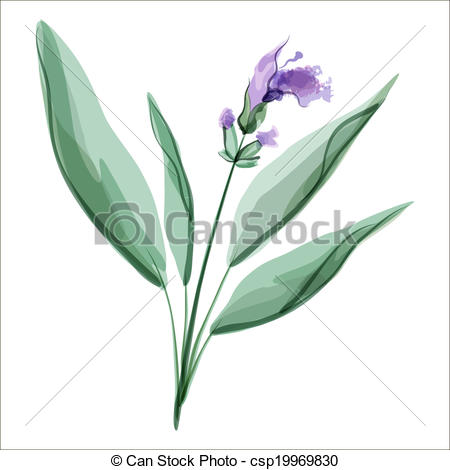 450x470 Sage. Salvia. Meadow Flower. Vector Illustration. .