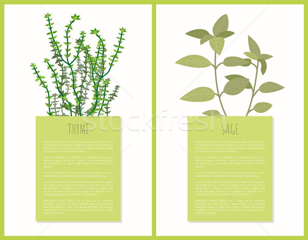 600x468 Thyme And Sage Spices Set, Vector Illustration Vector Illustration