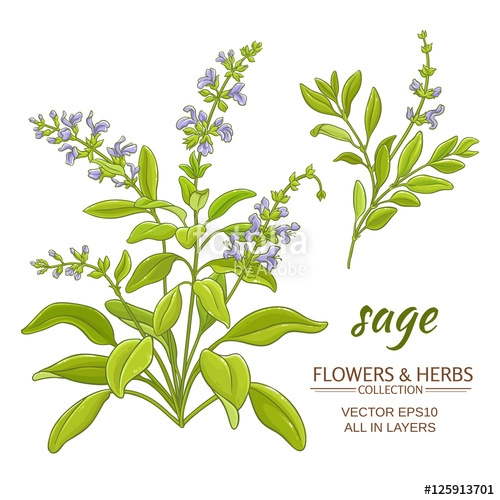 500x500 Sage Vector Illustration Stock Image And Royalty Free Vector