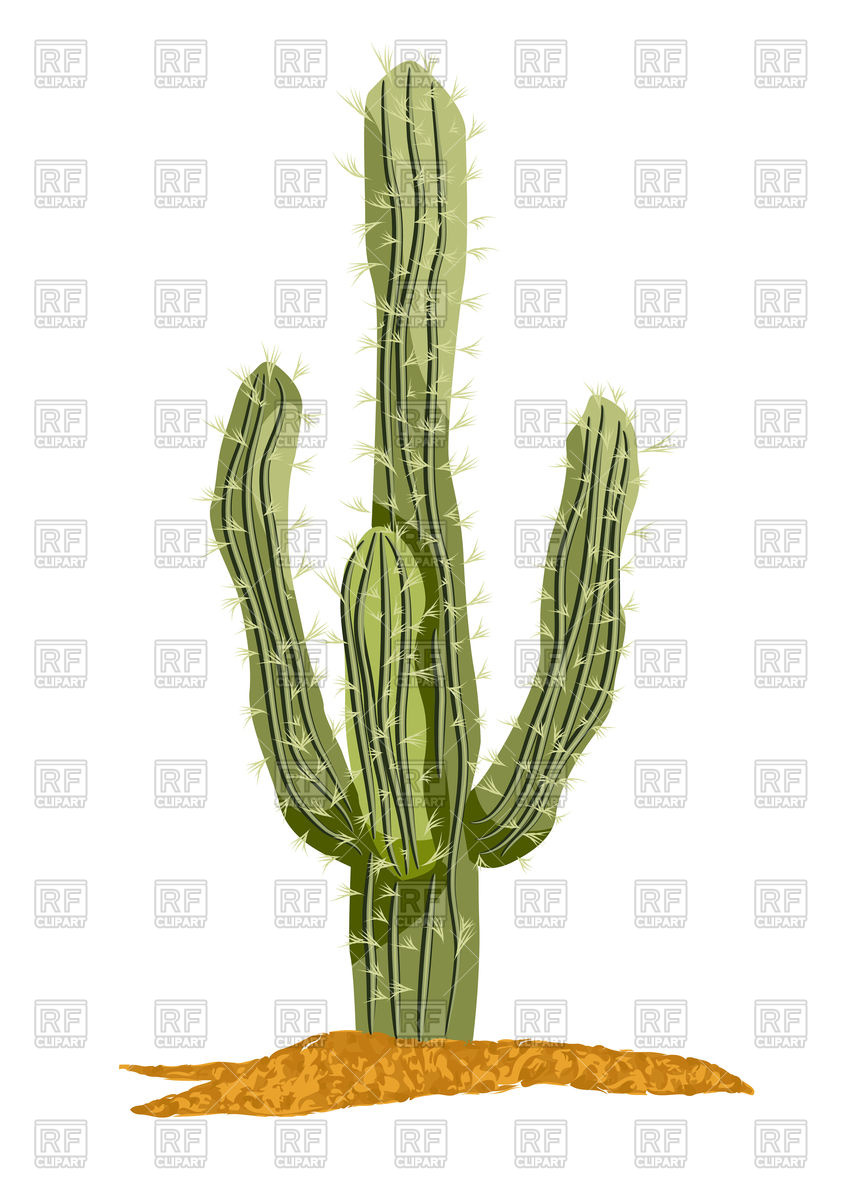 849x1200 Saguaro Cactus Isolated On A White Background Vector Image