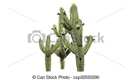 450x273 Saguaro Cactus Isolated On White Background Stock Illustration