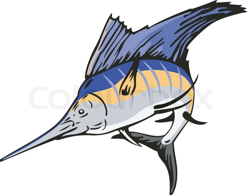 800x633 Sailfish Swordfish Jumping Stock Vector Colourbox