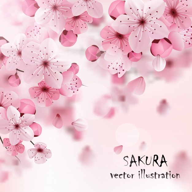 626x626 Cherry Blossom Vectors, Photos And Psd Files Free Download