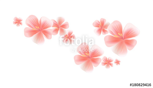 500x288 Pink Flying Flowers Isolated On White Background. Sakura Flowers