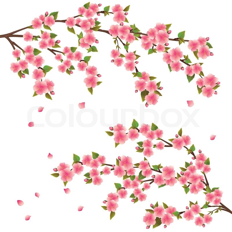 800x800 Realistic Sakura Blossom