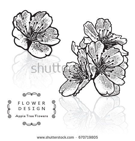 450x470 Beautiful Flower Of Cherry Blossom, Sakura Flowers. Vector