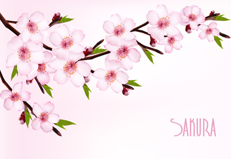 471x324 Sakura Clipart Vector 3870636