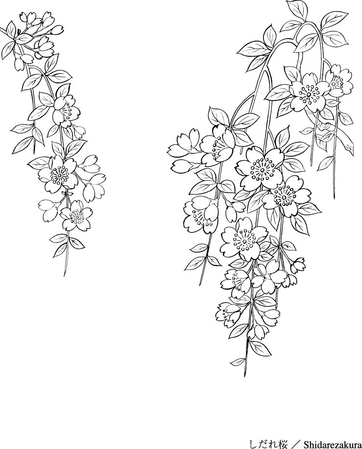 739x917 Vector Line Drawing Of Flowers 43(Sakura) Free Vector 4vector