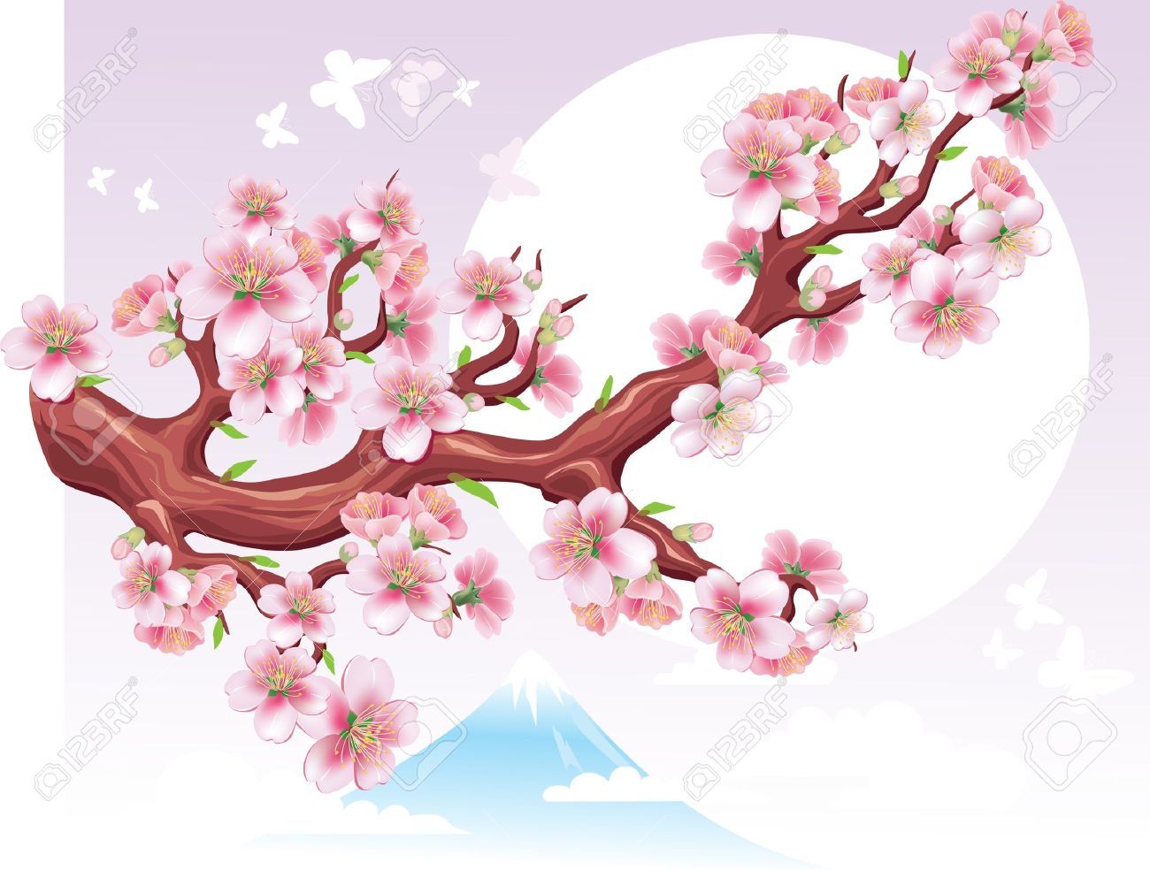 1300x984 Sakura Flower Vector