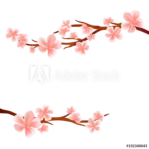 500x500 Branches Of Sakura With Pink Flowers Isolated On White Background