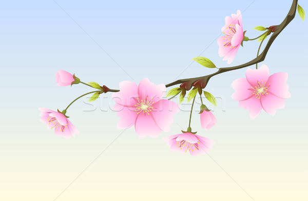 600x392 Hanami Spring Sakura Vector Illustration Anastasiya Ageeva